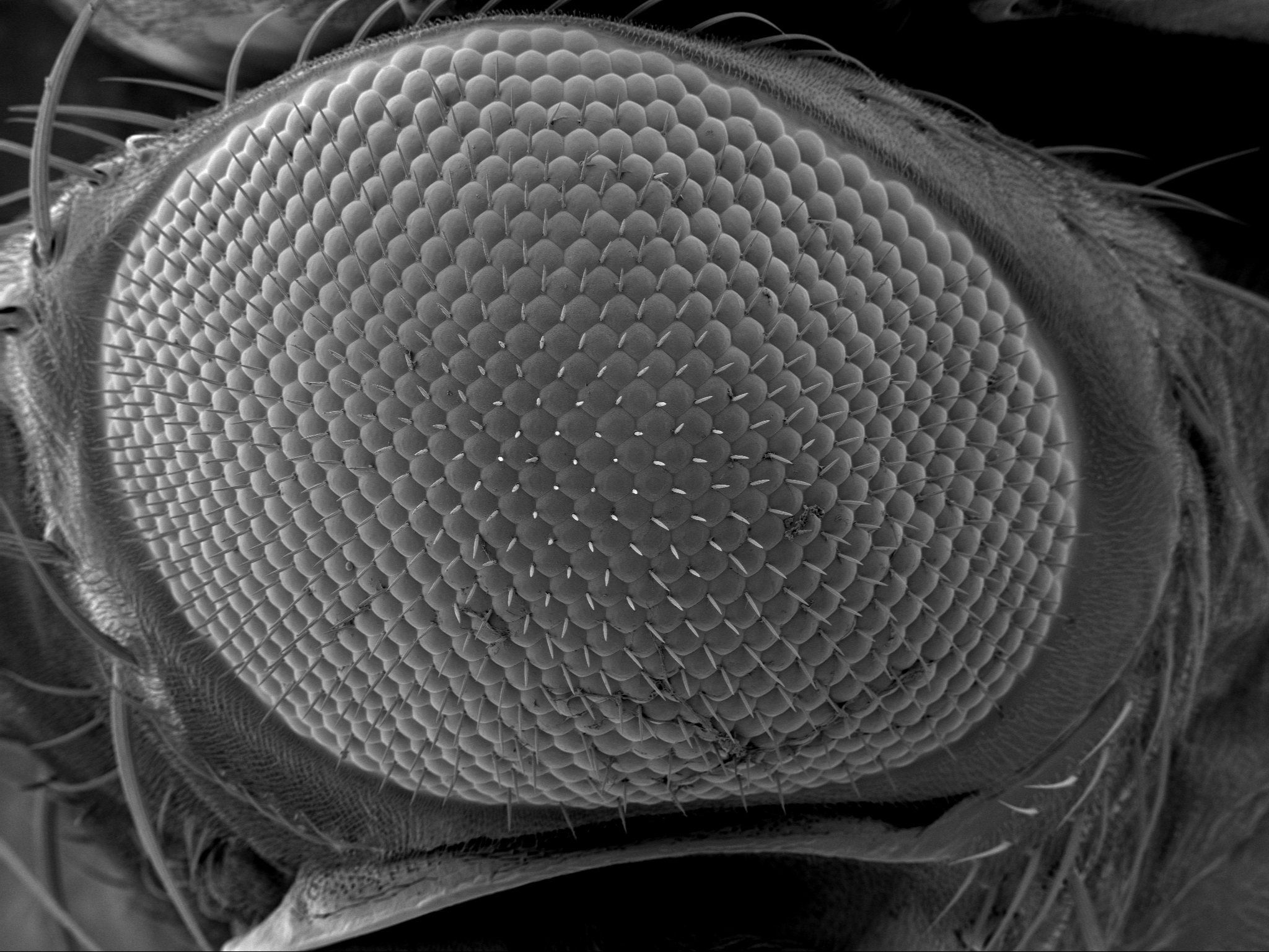 electron micrograph of a fly's eye